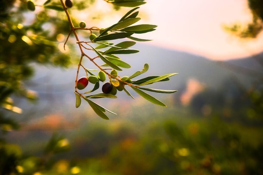 italian olive